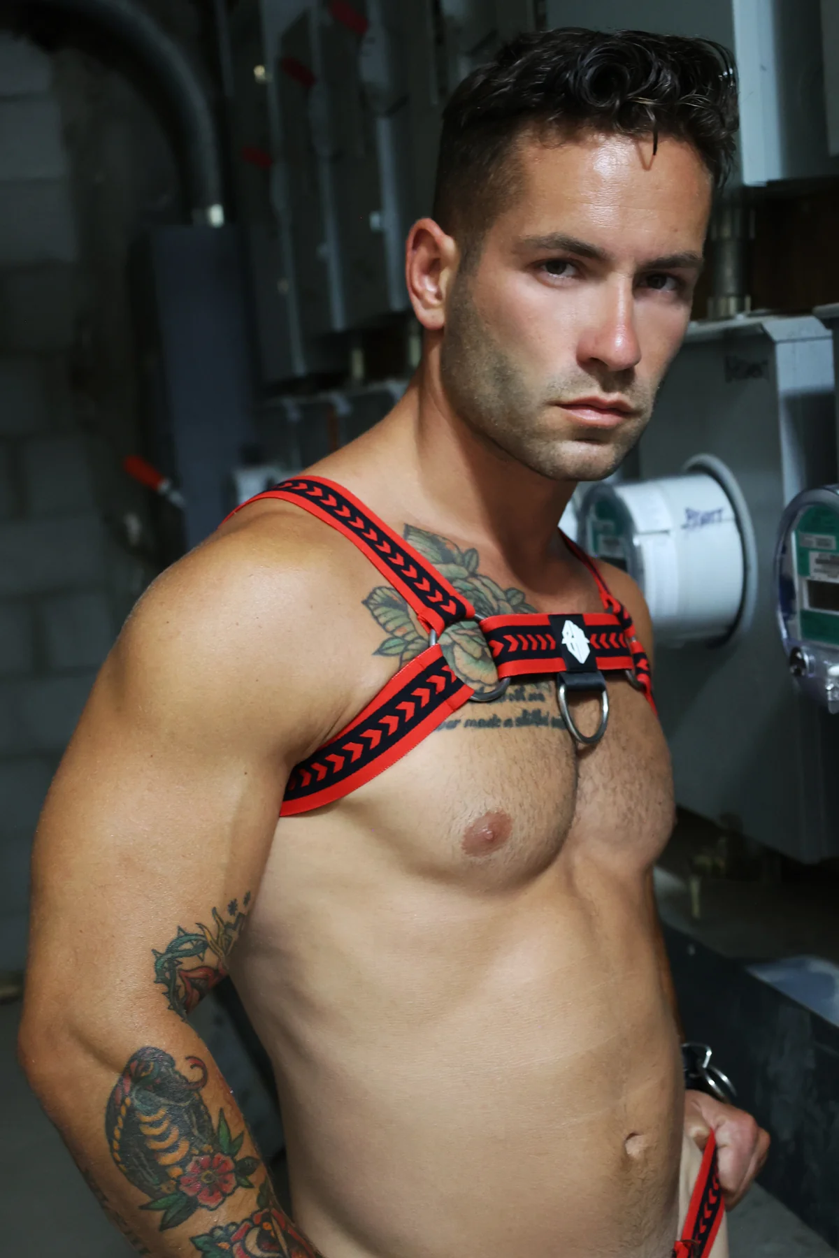 Breedwell Daddy's Favorite Bulldog Harness - Image 37